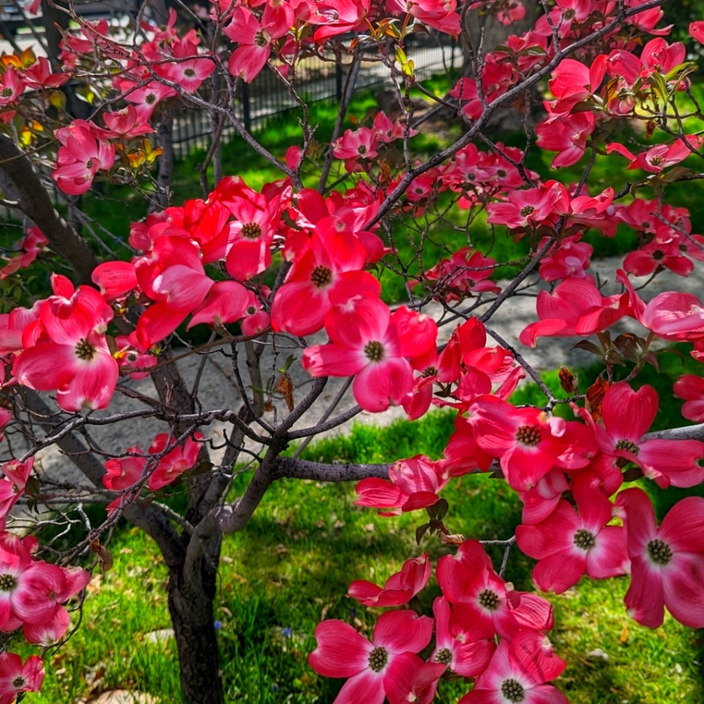 Meet your Posher, Laura